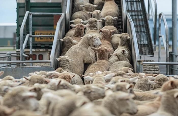 Algérie – Aïd al-Adha : Arrivée des premières cargaisons de moutons importés de Roumanie