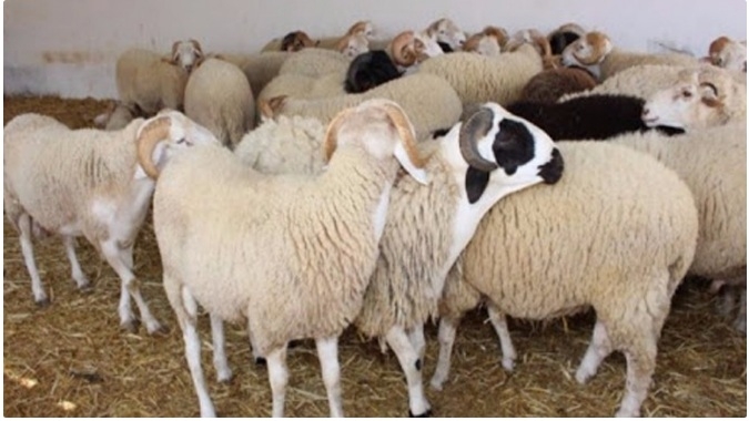 Vente au kilo des moutons de l’Aïd à Kairouan : coup d’envoi le 26 mai...