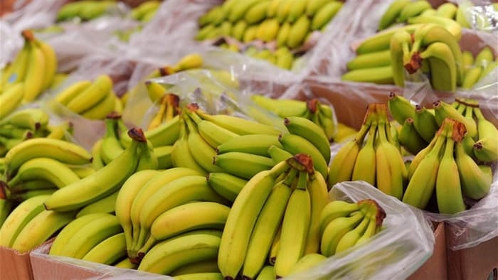 Nabeul: Saisie de 3 600 boites de bananes importées d’une valeur de 450 mille dinars