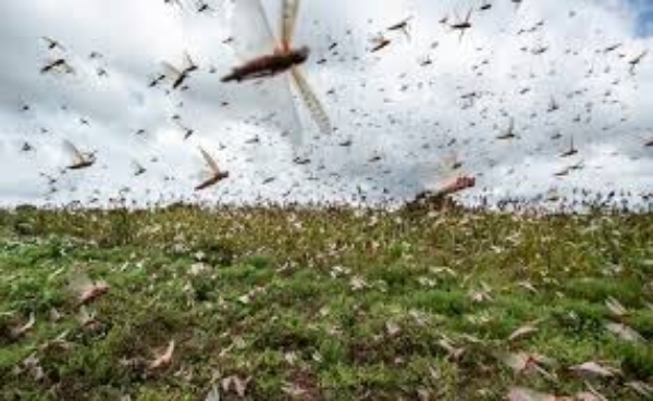 Tataouine : pulvérisation de 3 280 hectares de pesticides pour lutter contre le criquet pèlerin