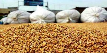 Tunisie – L’Office des céréales prêt à sécuriser la collecte d’une récolte qui s’annonce abondante