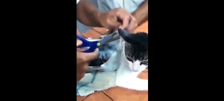 Costa Rica : Un chat arrêté en flagrant délit de deal de drogue
