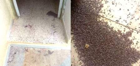 Tunisie – El Aala : La cochenille envahit les maisons des riverains