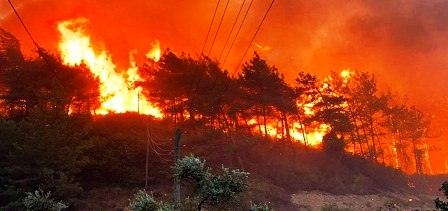 Tunisie – Les surfaces de forêts détruites par les incendies ces dernières années