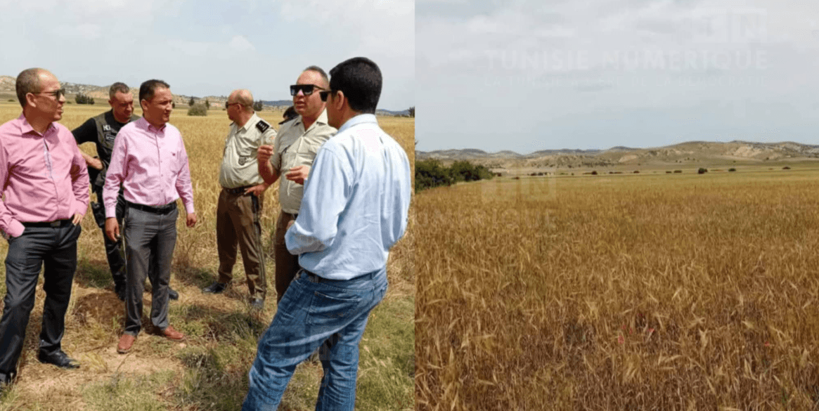 Siliana: Récupération d’un terrain agricole domanial dans la zone irriguée publique d’El Aroussa