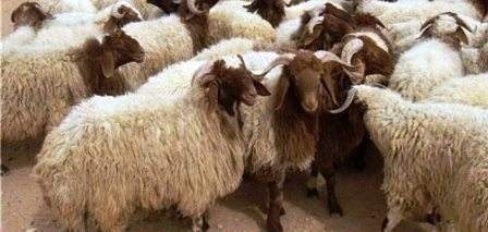 Tunisie – L’Organisation d’orientation des consommateurs donne ses conseils pour l’achat du mouton de l’Aïd...