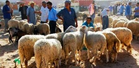 Tunisie – UTAP : Accord sur 21,900 DT comme prix proposé pour le kilo de mouton...