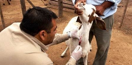 Tunisie – Le ministère de l’agriculture s’applique à éradiquer la peste du pays