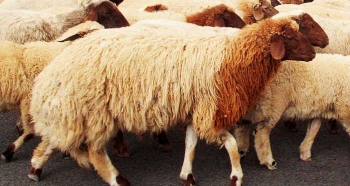 Deux jours de congé à l’occasion de l’Aïd El Idha