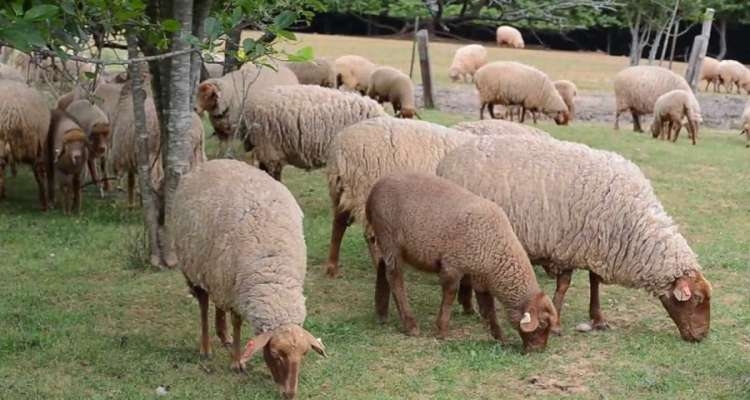 Tunis Sheep ou comment des moutons tunisiens ont prospéré aux USA