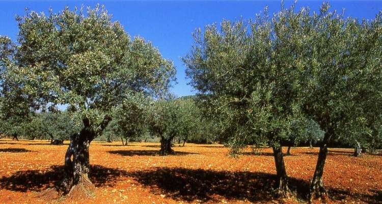 La production d'huile d'olive estimée à 200 mille tonnes