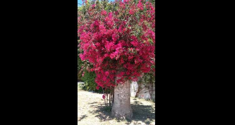 A Carthage, les palmiers morts renaissent en bougainvilliers