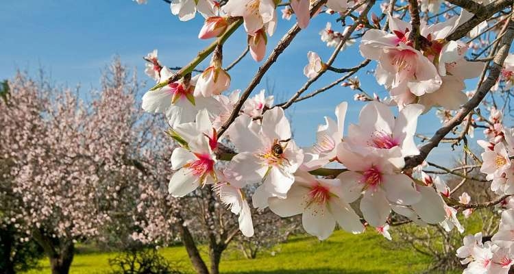 Les trois Braises du printemps et le calendrier traditionnel tunisien