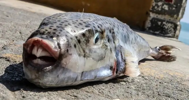 Tunisie : Attention à la consommation du poisson-lapin toxique