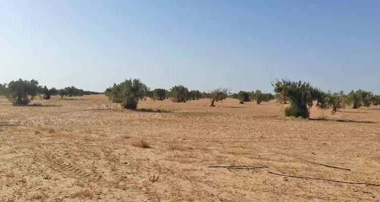 Tunisie : La justice se penche sur le domaine agricole d'Essalama à Sfax