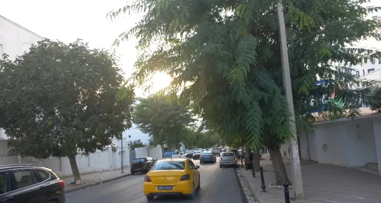 Arbres à lanternes : Les savonniers exotiques des rues de Tunis