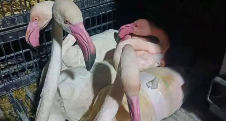 Tunisie : Une tentative de contrebande de flamants roses déjouée