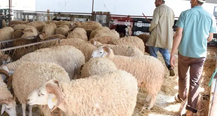 Tunisie - Aïd Al Idha : Le prix du mouton de sacrifice fixé à 21,9 dinars le kilo