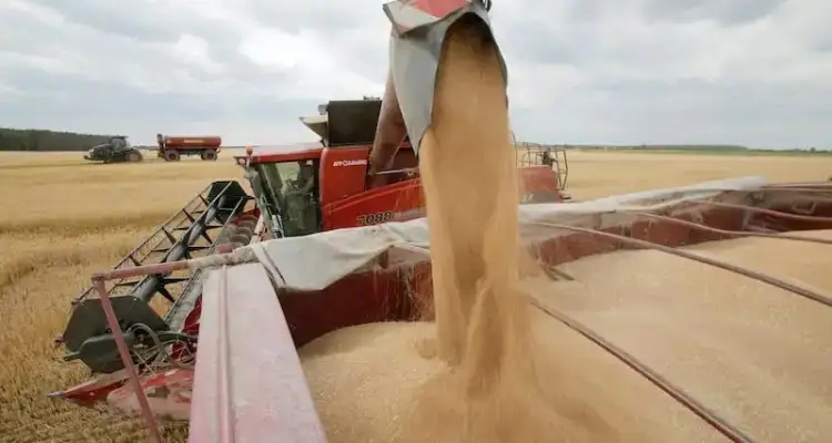 Tunisie : Vers un stockage en plein air des céréales face à une récolte abondante