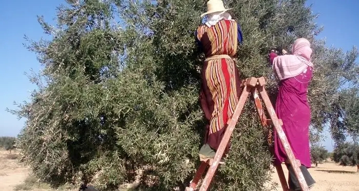 L'Italie, gourmande d'or vert tunisien