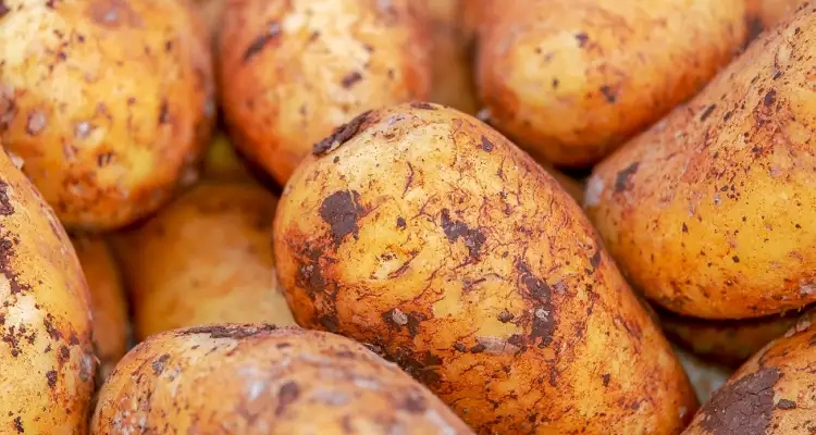 Tunisie : Vers un "Potatoes-Leaks" ? Une affaire de pommes de terre avariées éclate