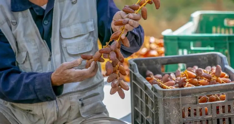 Soutien américain de 76,5 millions de dinars pour les dattes tunisiennes