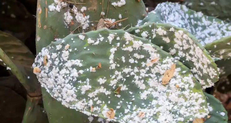 Lutte contre la cochenille de cactus : Des coccinelles à la rescousse