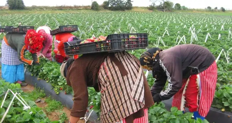 Tunisie - JORT : Publication d'un décret sur la protection sociale des agricultrices