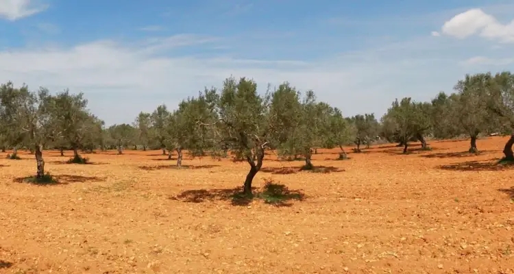 Siliana : Un agriculteur sous enquête pour destruction abusive de centaines d’oliviers