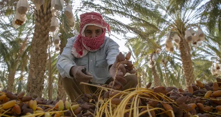 وزارة الفلاحة الأمريكية تُقرّ دعم قطاع التمور في تونس ب76,5 مليون دينار