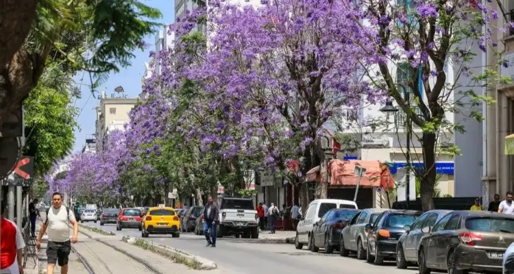 الجاكرندا… لوحة بنفسجية تزين شوارع تونس