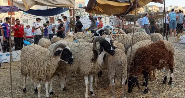 مسؤول بوزارة التجارة: لم نحدد سعر 'العلوش' و21,9 د للكلغ هو سعر مرجعي
