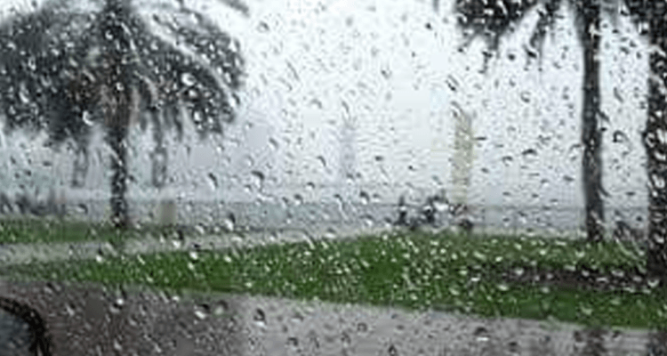 Tunisie : La pluie redonne vie après plusieurs mois de sécheresse