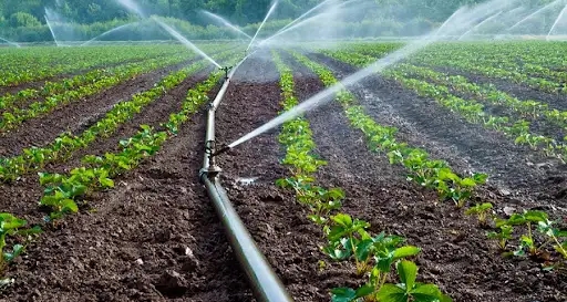 Eaux usées traitées : Un programme pour irriguer 20 000 hectares en Tunisie