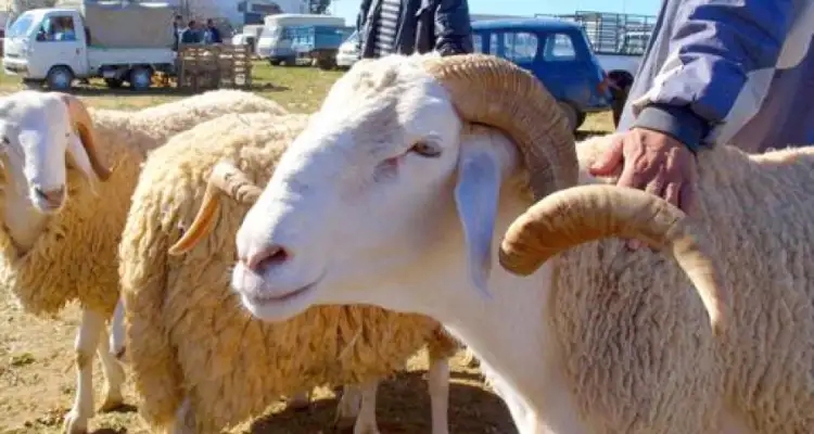 Les Tunisiens ont-ils boudé le mouton du sacrifice ?