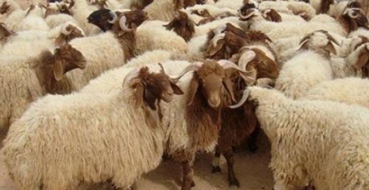 سيدي بوزيد: 145 ألف رأس غنم مخصصة للاستهلاك المحلي و للترويج خلال عيد الأضحى ( تصريح )