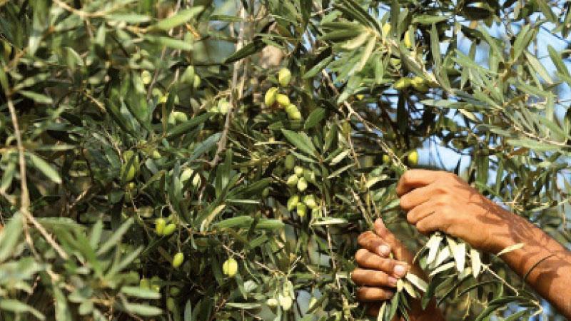 أبرزها التغيّر المناخيّ.. جملة من الأسباب وراء تراجع الثروة السمكية [فيديو]