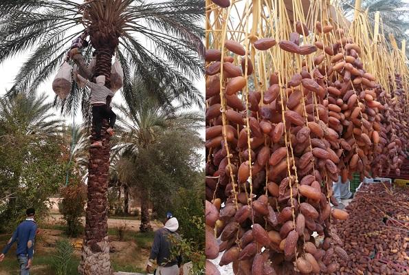موفى سبتمبر 2024..ارتفاع صادرات التمور التونسية بنسبة 23.9 بالمائة