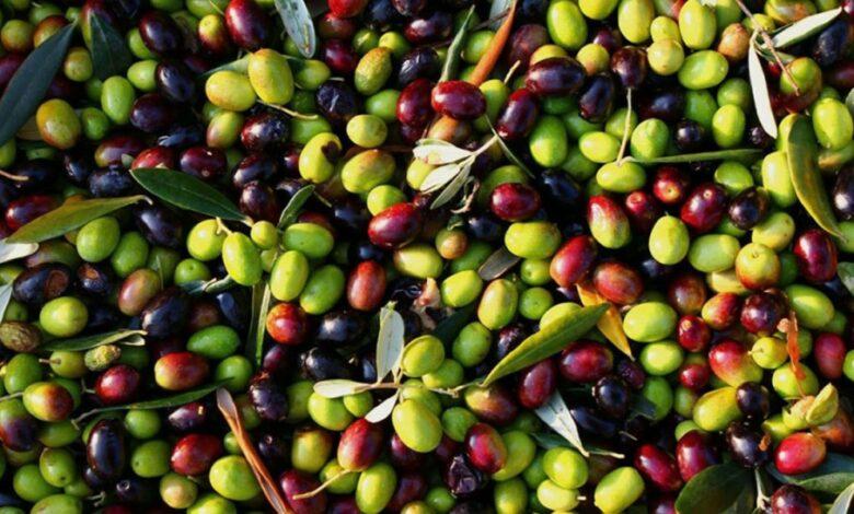 بنزرت: التقديرات الأولية لصابة الزيتون تبلغ 12800 طن