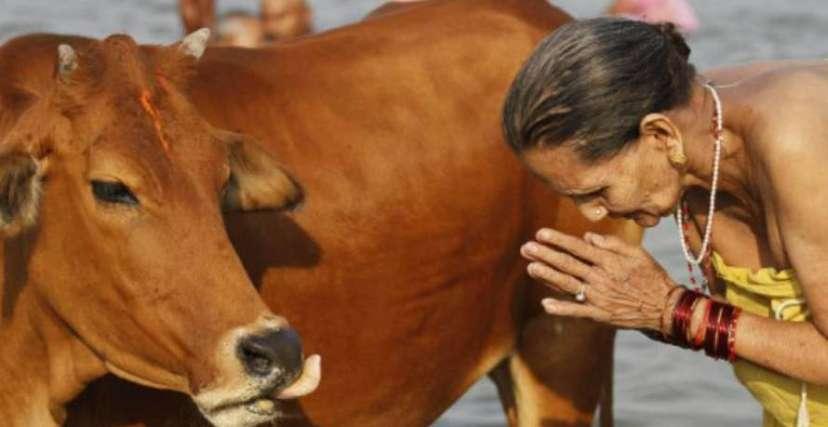 الهند: قتل رجل مسلم اشتبه في حيازته لحوم أبقار