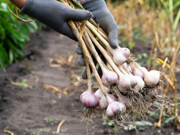 باجة: إنطلاق موسم جني الثوم وسط توقعات بتراجع الصابة (صور)