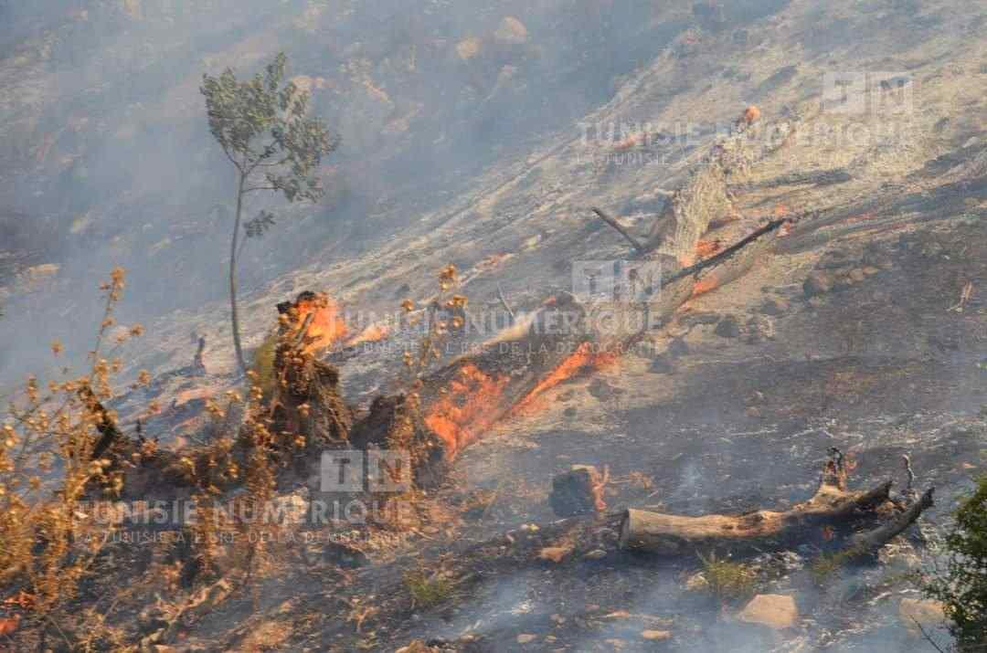 رئيس دائرة الغابات بباجة: حريق نفزة أتى على هكتارين من النباتات الغابية وتم إخماده