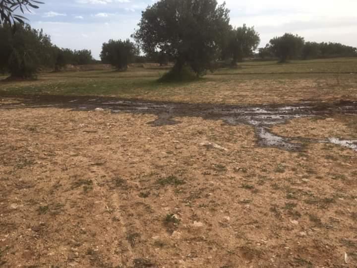 مدنين: رشّ مادة المرجين بعدد من غابات الزياتين‎