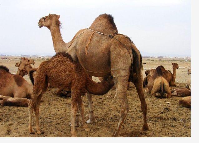 دعم مربي الإبل في تطاوين: توفير 2.5 طن من الحليب المجفف المدعم و 240 طن من قوالب الفصة