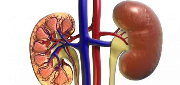 خاصة خلال السحور.. احذر من تناول هذا المكوّن العدُو الأوّل للكلى !