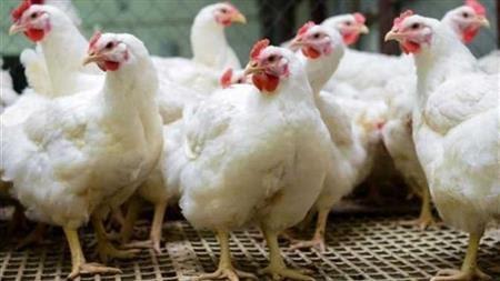 بفارق وصل 50 جنيه.. تراجع كبير في أسعار الدواجن بمصر