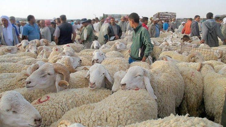 بقلم مرشد السماوي: لماذا لا يتم تخصيص دعم مالي للأسر المحتاجة لتمكينها من شراء أضاحي العيد؟