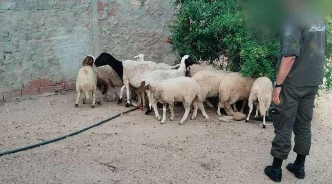 القيروان: وحدات الحرس الوطني بحفوز تنجح في استرجاع قطيع أغنام مسروق