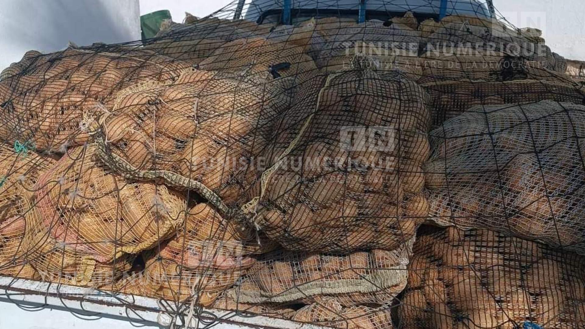 باجة: حجز كمية من مادة البطاطا في تبرسق [صور]