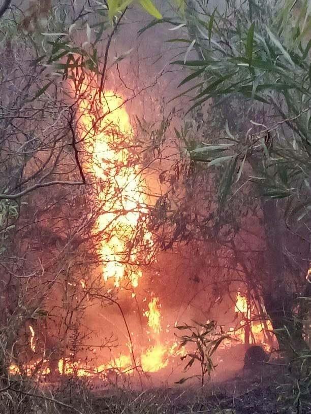 جندوبة: اندلاع حريق بمنطقة عين الحاج في بوسالم